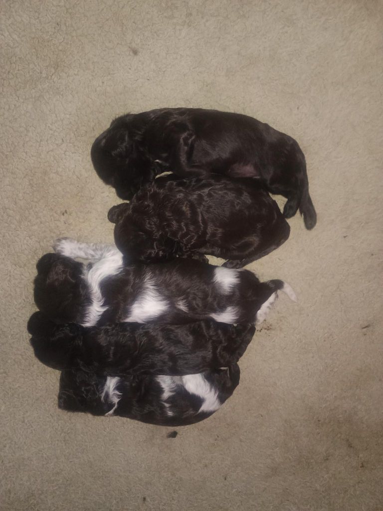 Première portée de Tootsie