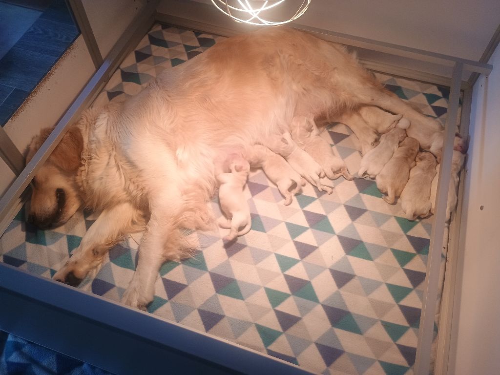 Naissance des chiots de Tocade
