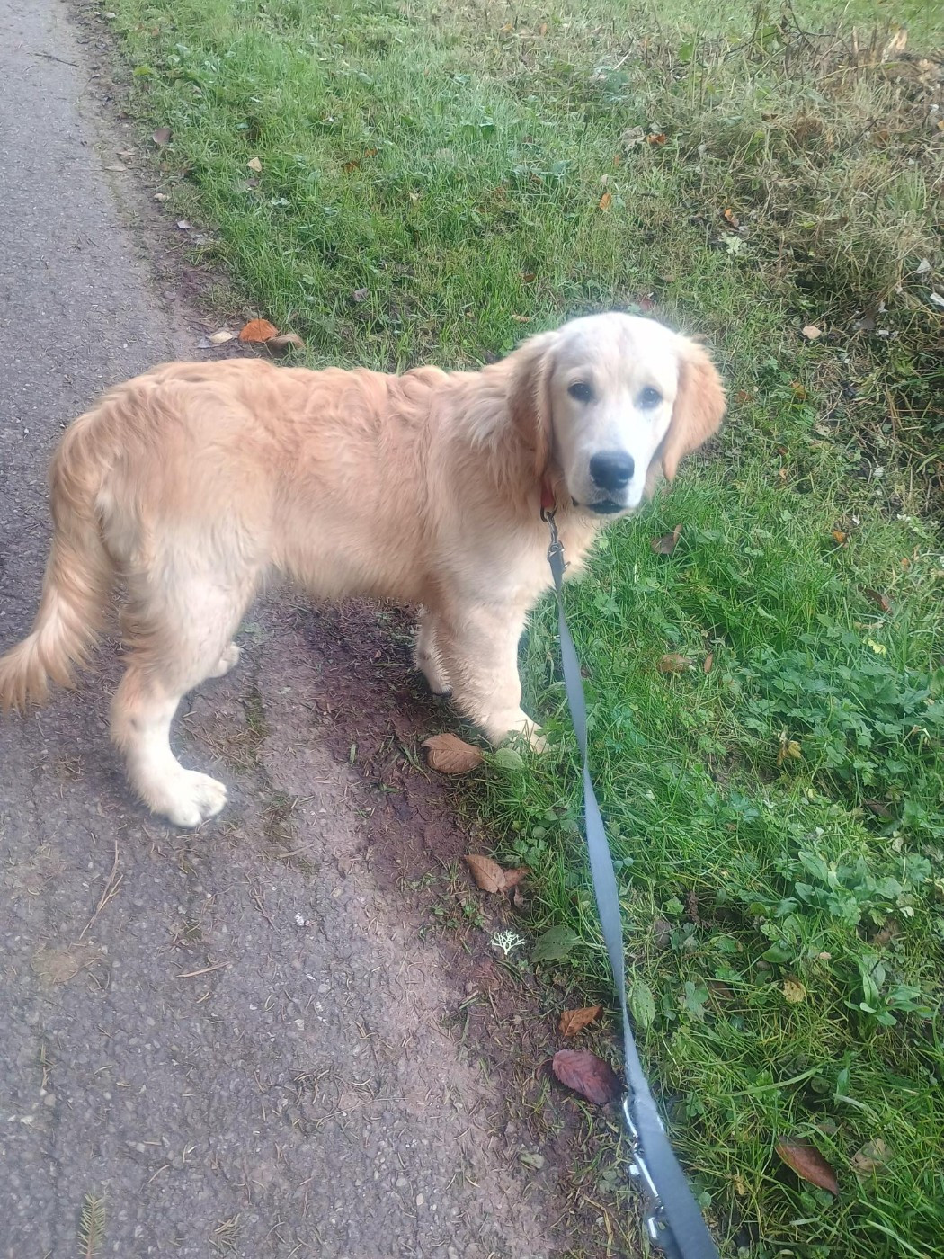 By The Riverside - Chiots disponibles - Golden Retriever