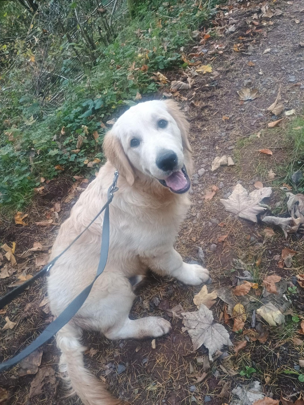 By The Riverside - Chiots disponibles - Golden Retriever