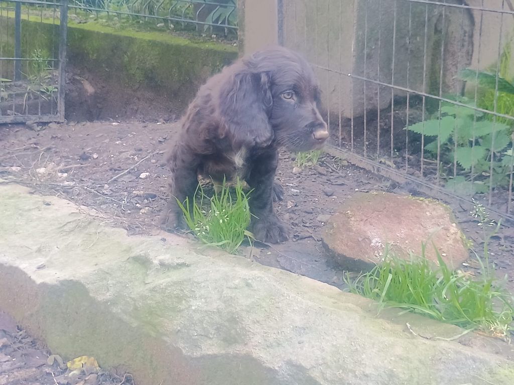 By The Riverside - Chiots disponibles - Chien d'Oysel allemand