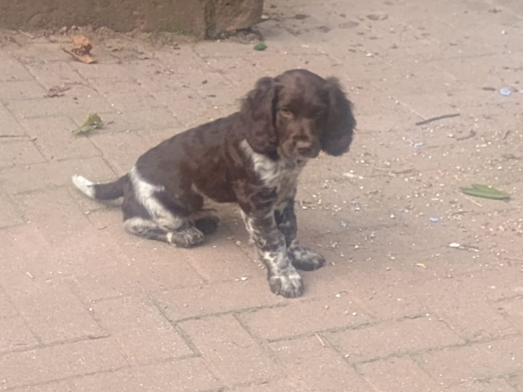 By The Riverside - Chiots disponibles - Chien d'Oysel allemand