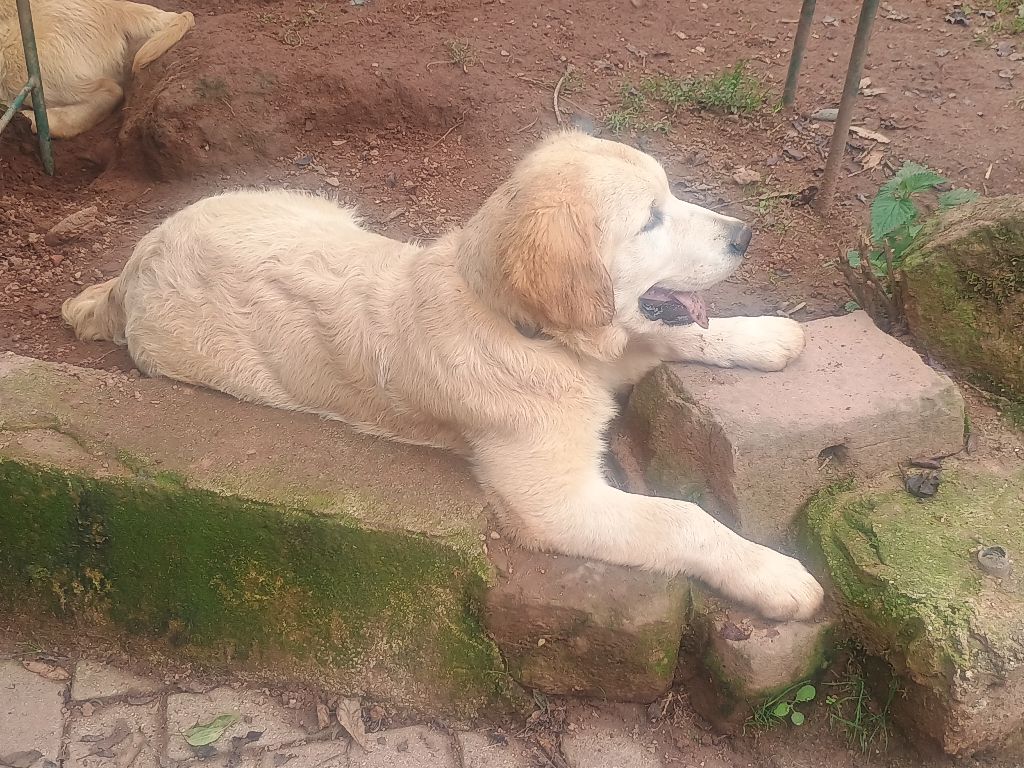 By The Riverside - Chiots disponibles - Golden Retriever