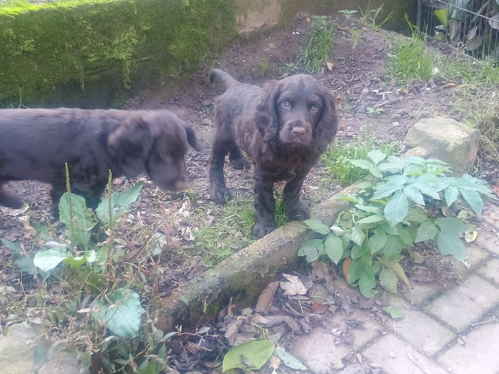 By The Riverside - Chiots disponibles - Chien d'Oysel allemand