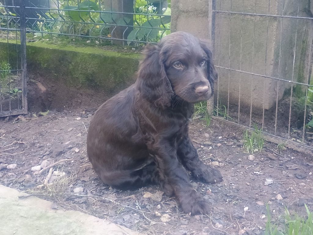 By The Riverside - Chiots disponibles - Chien d'Oysel allemand